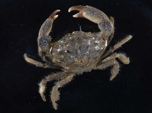 Image of Atlantic mud crab