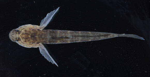 Image of Seaboard goby