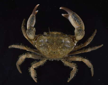 Image of Atlantic mud crab