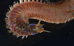 Image of red rock worm