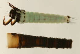 Image of Brachycentrus (Oligoplectrodes) americanus (Banks 1899)