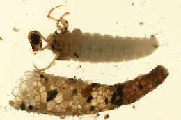 Image of Ceraclea (Athripsodina) excisa (Morton 1904)