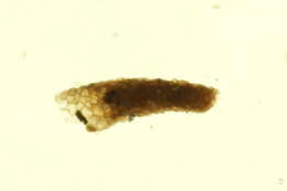 Image of Ceraclea (Athripsodina) excisa (Morton 1904)