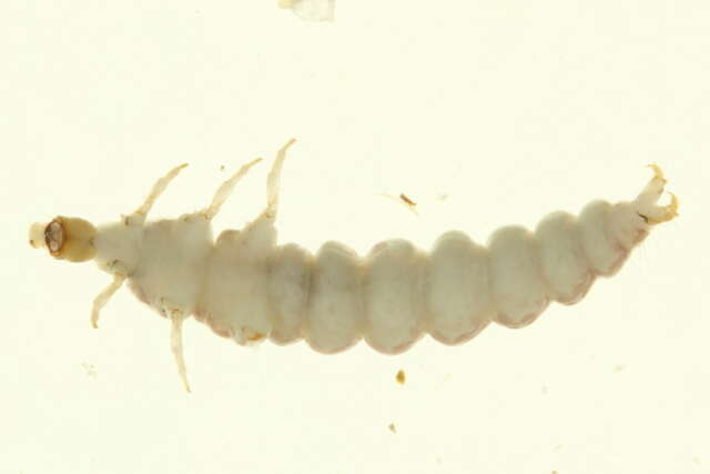 Image de Rhyacophila angelita Banks 1911