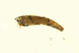 Image of Ceraclea (Athripsodina) excisa (Morton 1904)