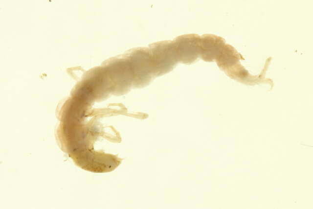 Image of <i>Plectrocnemia smithae</i>