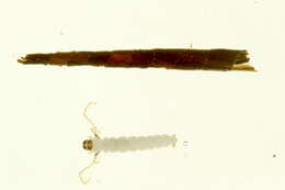 Image of <i>Triaenodes frontalis</i>