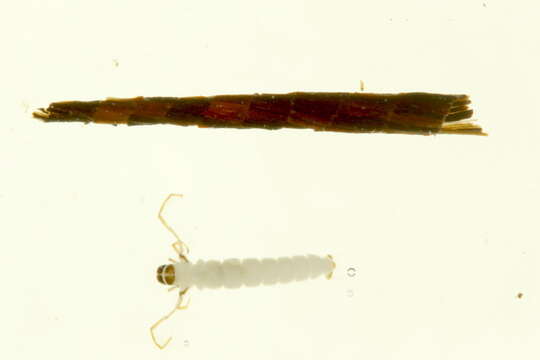 صورة <i>Triaenodes frontalis</i>