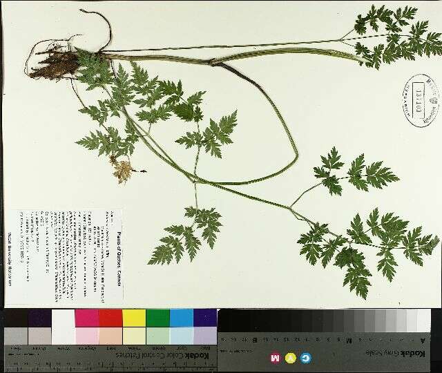 Anthriscus sylvestris (L.) Hoffm. resmi