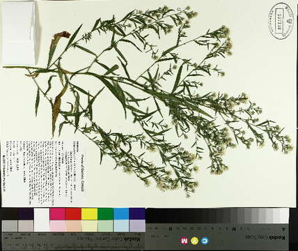 Image of white panicle aster