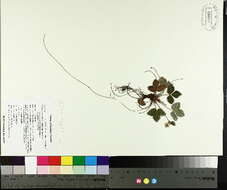 Image de Fragaria vesca subsp. americana (Porter) Staudt