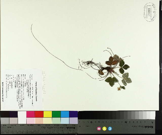 Fragaria vesca (rights holder: McGill University Herbarium. MTMG. Year: 2014.)