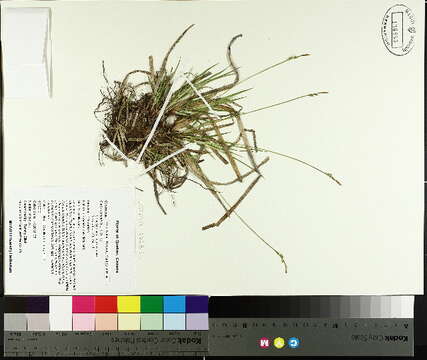 Imagem de Carex tonsa var. rugosperma (Mack.) Crins