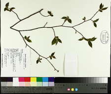 Image of eastern hophornbeam