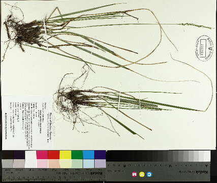 Image of roughleaf ricegrass