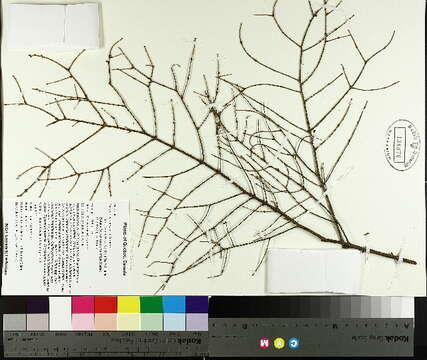 Image of eastern hemlock