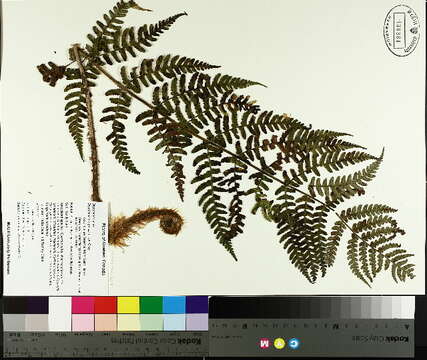 Image of marginal woodfern