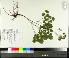 Image de Thalictrum dioicum L.