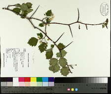 Image de Crataegus macrosperma Ashe