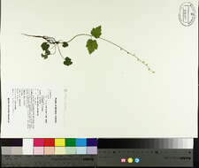 Image of twoleaf miterwort