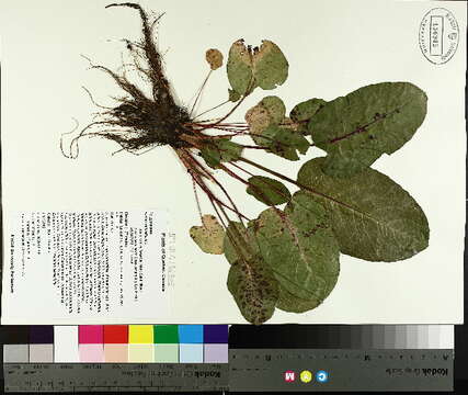 Imagem de Rumex obtusifolius L.