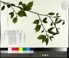 Image of Gray birch