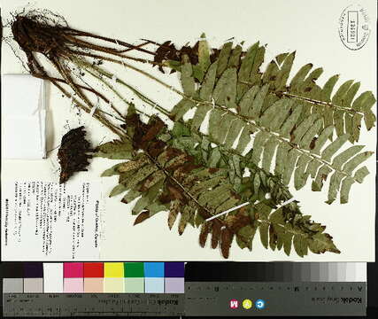 Image of Christmas fern