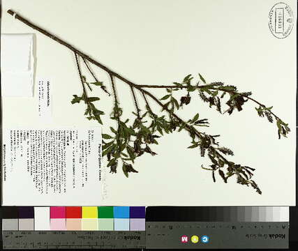 Image of Missouri River willow