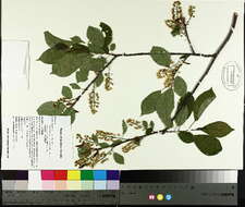 Image of Prunus virginiana L.