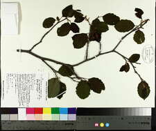 Image of Alnus incana subsp. rugosa