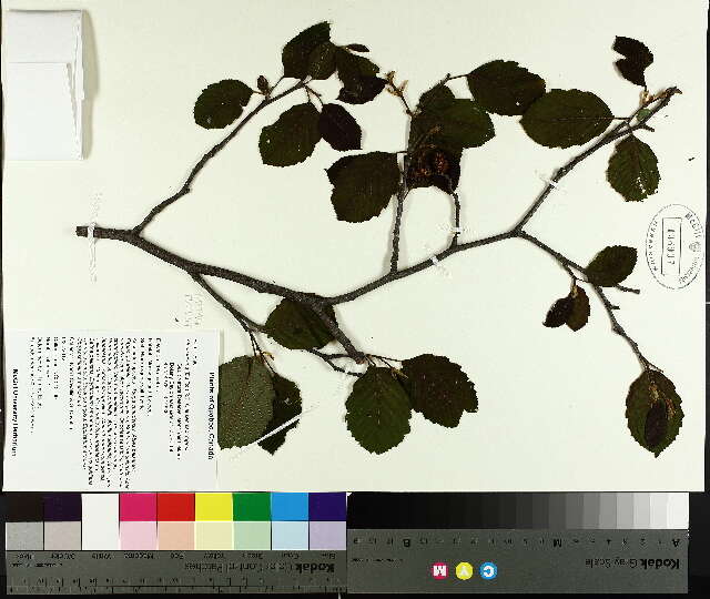 Alnus incana (rights holder: McGill University Herbarium. MTMG. Year: 2014.)