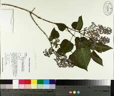 Plancia ëd Syringa vulgaris L.