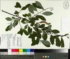 Image of <i>Salix</i> discolor × Salix <i>eriocephala</i>