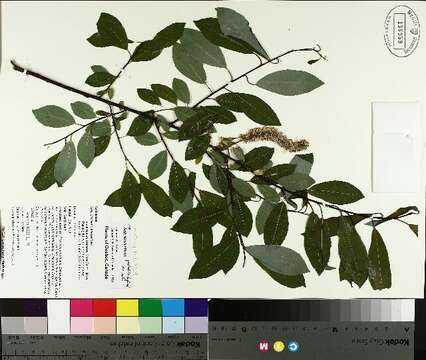 Image de <i>Salix</i> discolor × Salix <i>eriocephala</i>