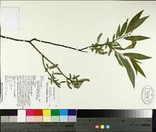 Sivun Salix eriocephala Michx. kuva