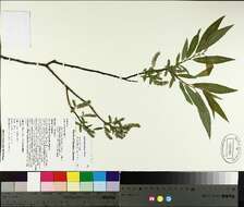 Imagem de Salix eriocephala Michx.