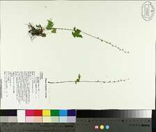 Mitella diphylla L. resmi