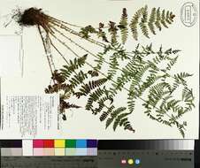 Image of intermediate woodfern