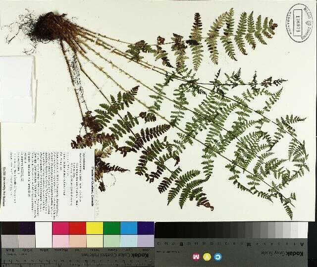 Dryopteris intermedia (Muhl. ex Willd.) A. Gray resmi