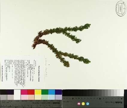 Image of shining clubmoss