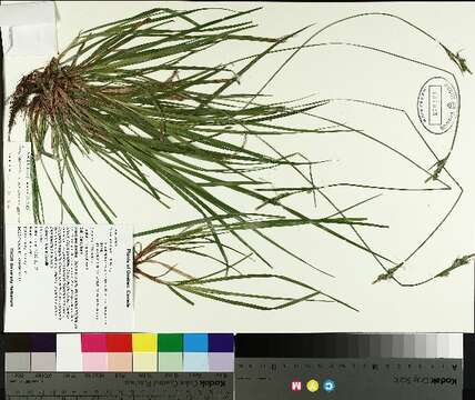 Image of fibrousroot sedge