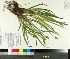 Imagem de Carex stipata Muhl. ex Willd.