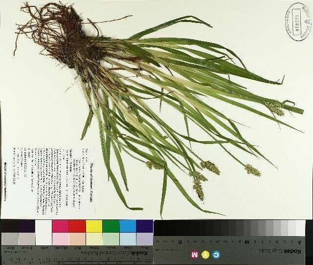 Imagem de Carex stipata Muhl. ex Willd.
