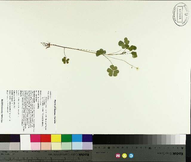 Image of Oxalis stricta L.