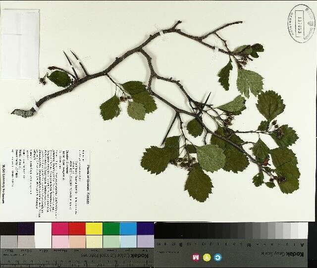 Image of fireberry hawthorn