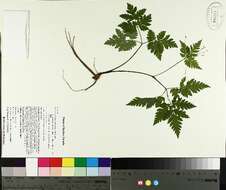 Osmorhiza claytonii (Michx.) Macl. resmi