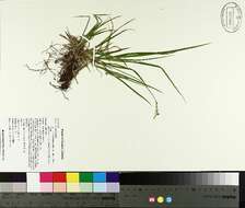 Image of Pennsylvania sedge