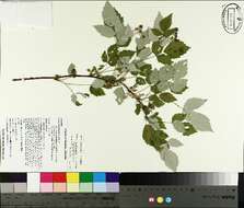 Image de Rubus occidentalis L.