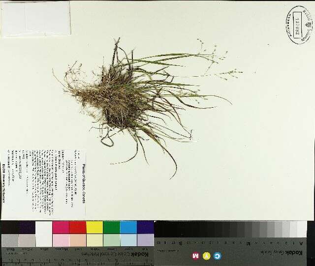 Imagem de Panicum linearifolium Scribn.