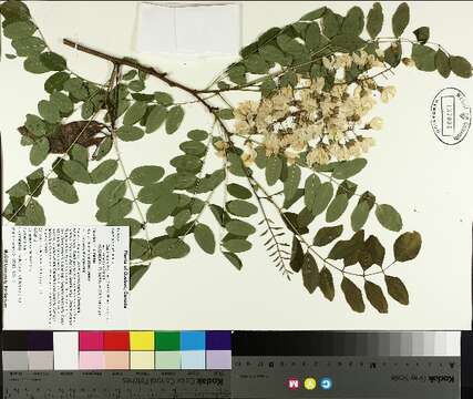 Image of black locust